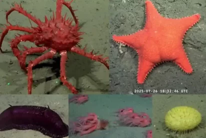 A pesar del desfinanciamiento, el CONICET