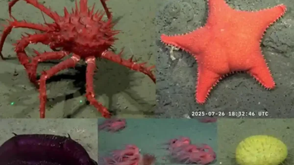 A pesar del desfinanciamiento, el CONICET