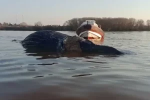 Ballena muerta en el río Paraná