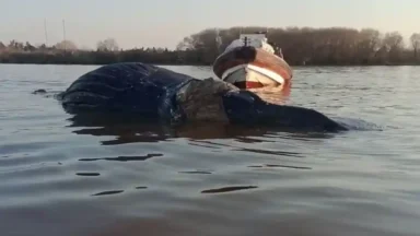 Ballena muerta en el río Paraná