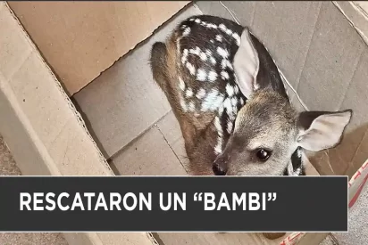Ciervo bebé rescatado en Formosa