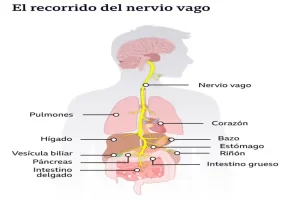 Reset del nervio vago