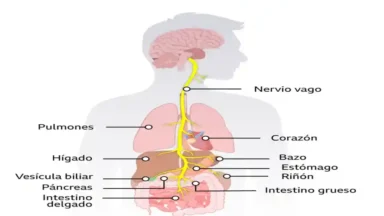 Reset del nervio vago