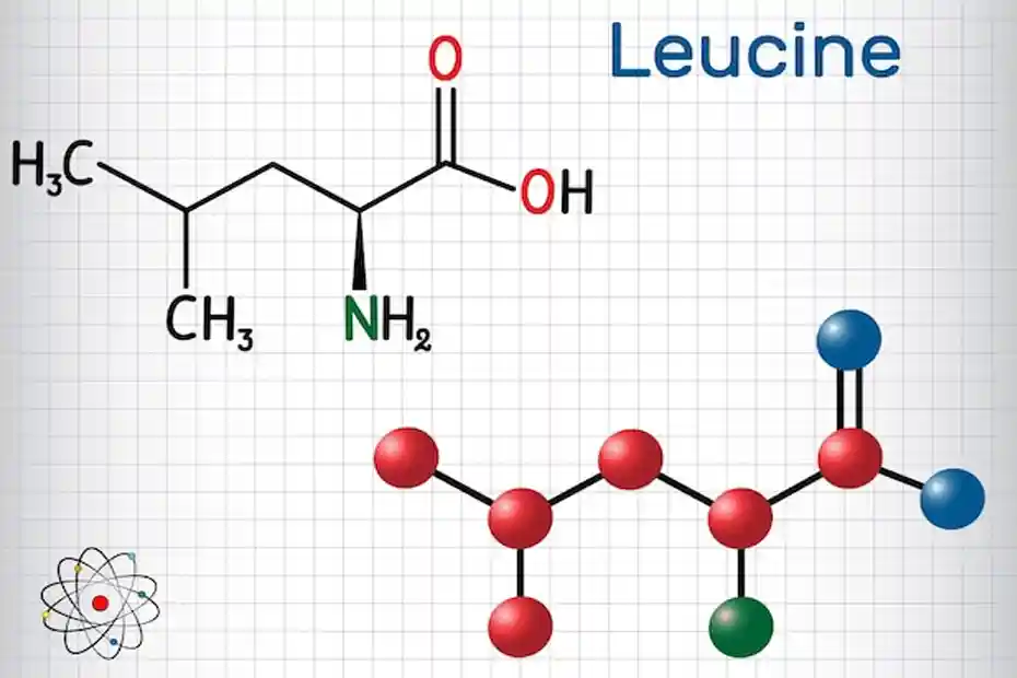 Leucina